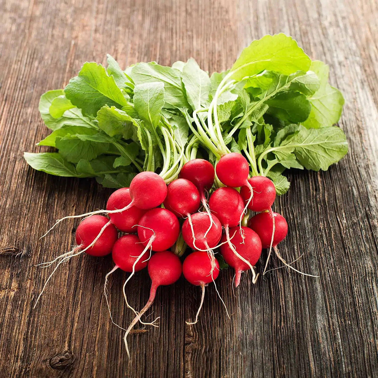 Cherry Belle Radish